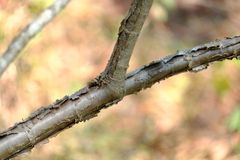 Commiphora