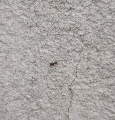 Sphyracephala hearseiana