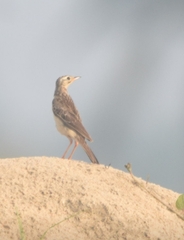 Anthus godlewskii