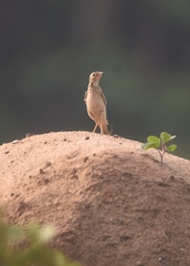 Anthus godlewskii