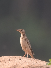 Anthus godlewskii