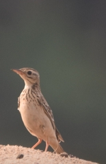 Anthus godlewskii
