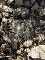 Mammillaria heyderi