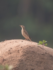 Anthus godlewskii