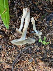 Lyophyllum