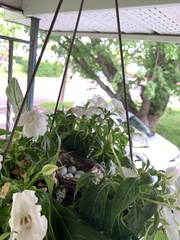 Haemorhous mexicanus