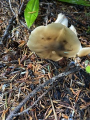 Lyophyllum