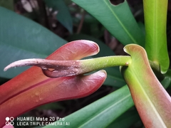 Tristaniopsis merguensis