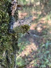 Orthotrichaceae