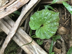Nervilia concolor