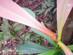 Tristaniopsis merguensis