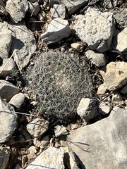 Mammillaria heyderi