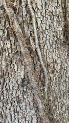 Toxicodendron radicans