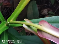 Tristaniopsis merguensis