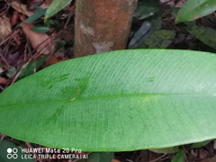 Tristaniopsis merguensis