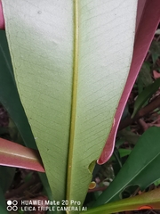 Tristaniopsis merguensis