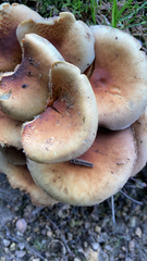 Hypholoma lateritium