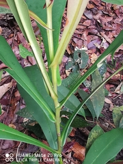 Tristaniopsis merguensis