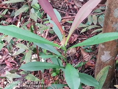 Tristaniopsis merguensis