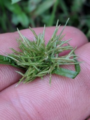 Cyperus engelmannii