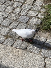 Columba livia domestica
