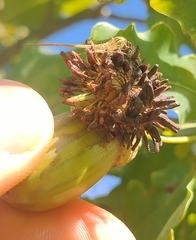 Andricus grossulariae