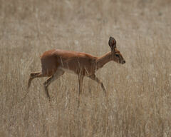 Raphicerus campestris steinhardti