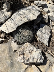Mammillaria heyderi