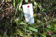 Viola vittata