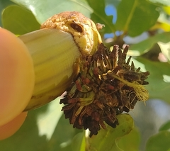 Andricus grossulariae