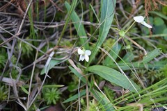 Viola vittata