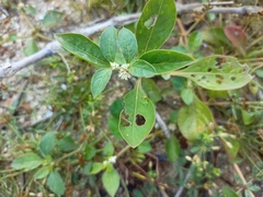 Alternanthera sessilis