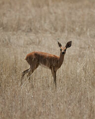 Raphicerus campestris steinhardti