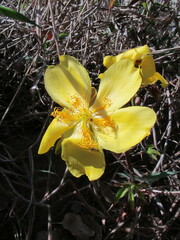 Cochlospermum regium
