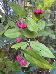 Euonymus obovatus