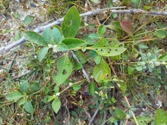 Alternanthera sessilis