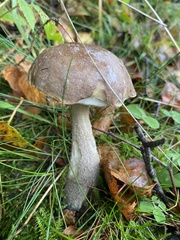 Leccinum scabrum