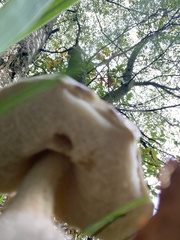 Leccinum scabrum