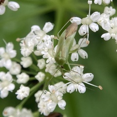 Lygocoris pabulinus