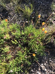 Ursinia paleacea