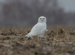Bubo scandiacus