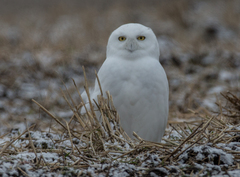 Bubo scandiacus