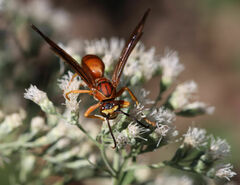 Polistes rubiginosus