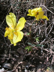 Cochlospermum regium