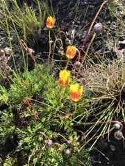 Ursinia paleacea