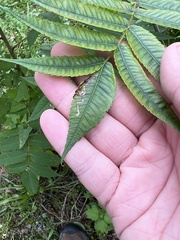 Stigmella intermedia