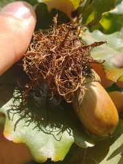 Andricus caputmedusae