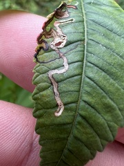 Stigmella intermedia