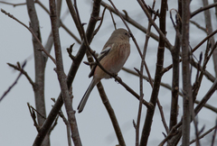 Carpodacus sibiricus