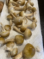 Armillaria